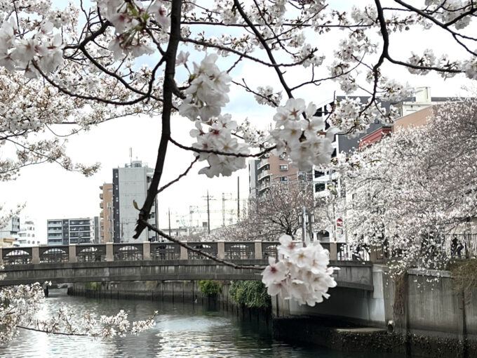 大岡川プロムナードの桜 横浜市南区- お花見2025