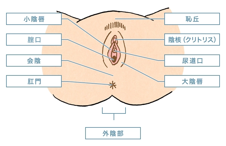 誘発性膣前庭炎（誘発性膣前庭痛） | 慢性痛治療の専門医による痛みと身体のQ＆A