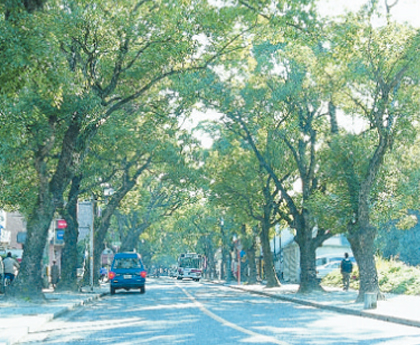 香椎宮参道と鳥居 - 福岡市、香椎宮の写真 -