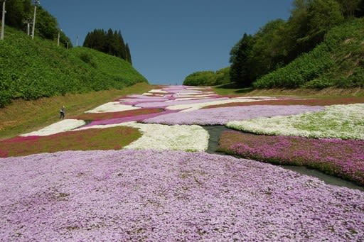 花のじゅうたん見ごろ／十和田のシバザクラ｜なびたび北東北