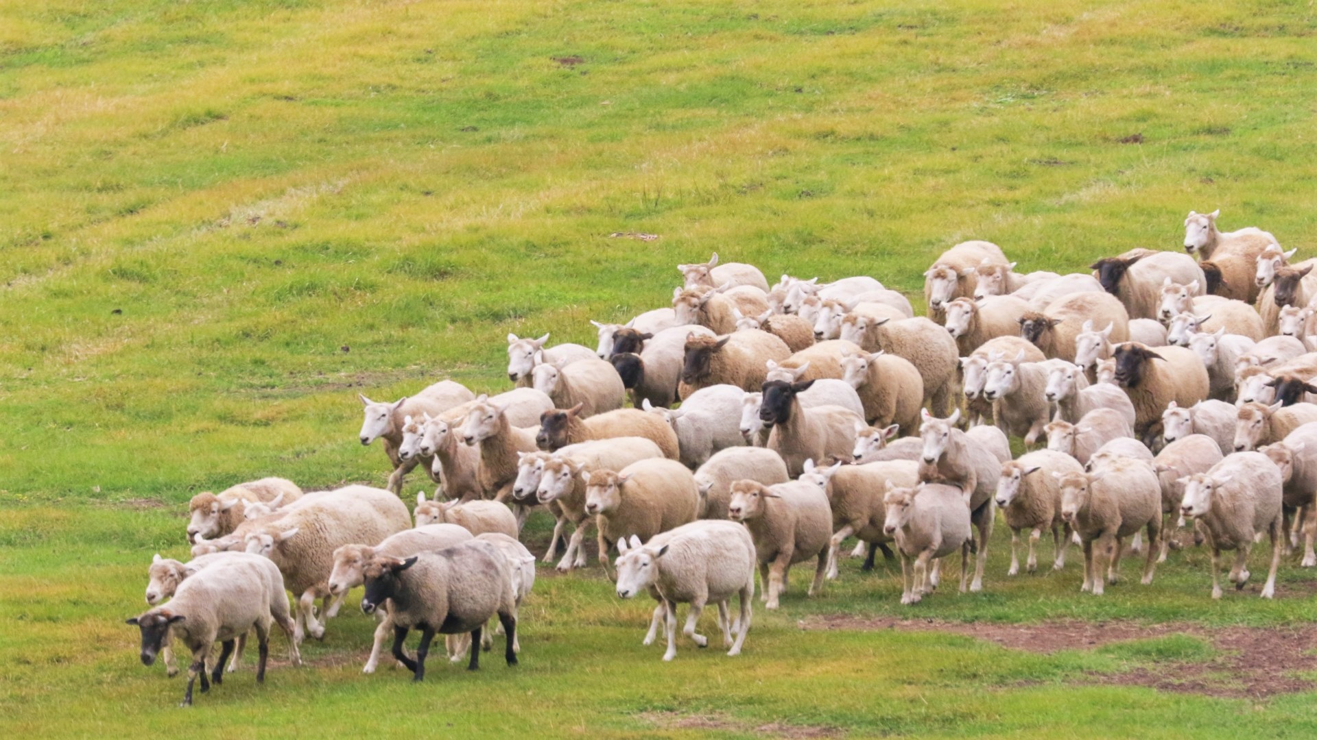 2024年 マザー牧場の料金を割引券・クーポンで半額 子供無料 にする方法
