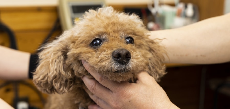 犬の「肉球」について | 東福岡たぬま動物病院