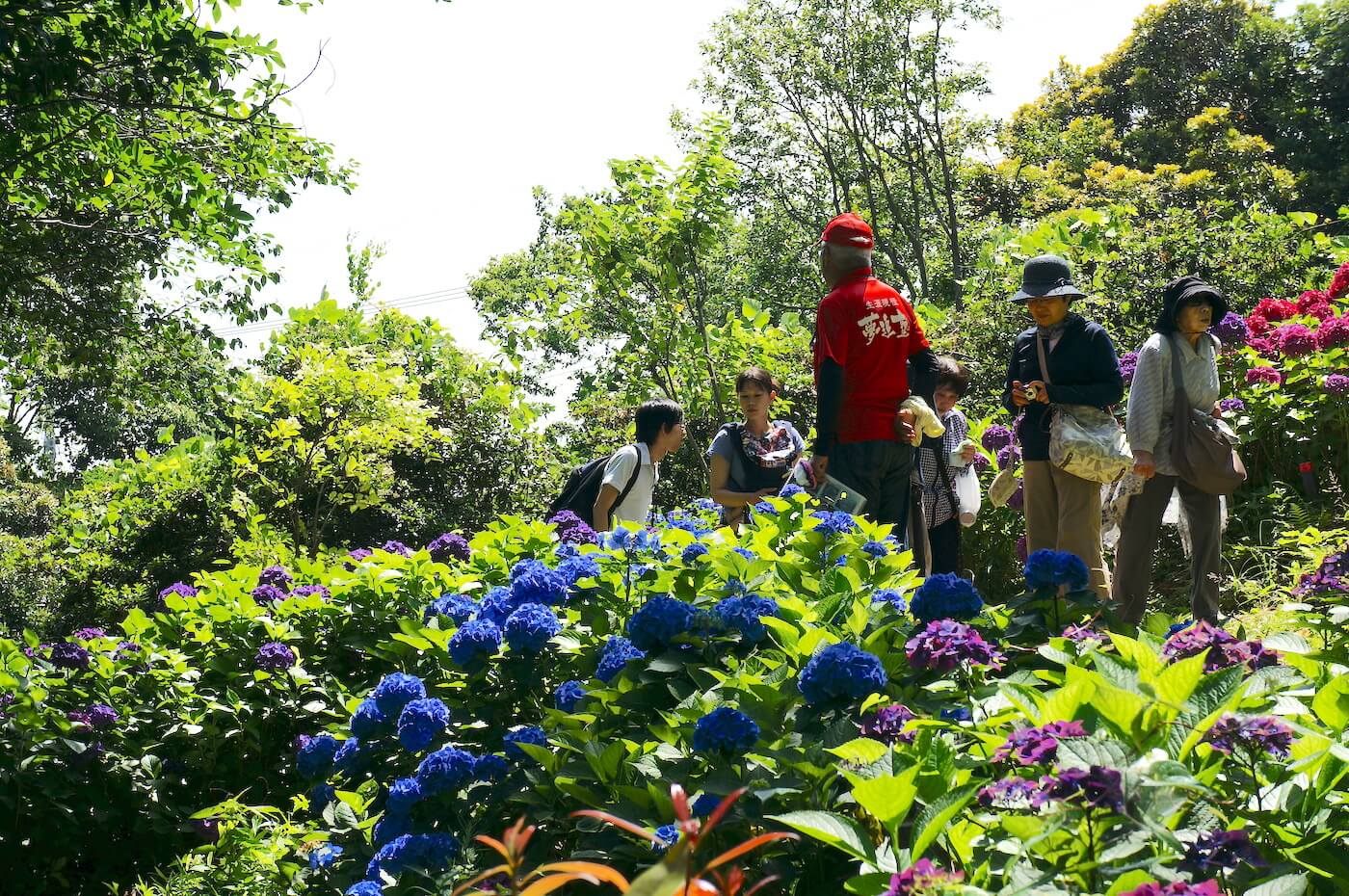 若松に恋 若松区役所公式６月２日 日 は「若松あじさい祭り」が開催されます。今年は、開花が遅れているようですが、ちらほらと色づき始めています。