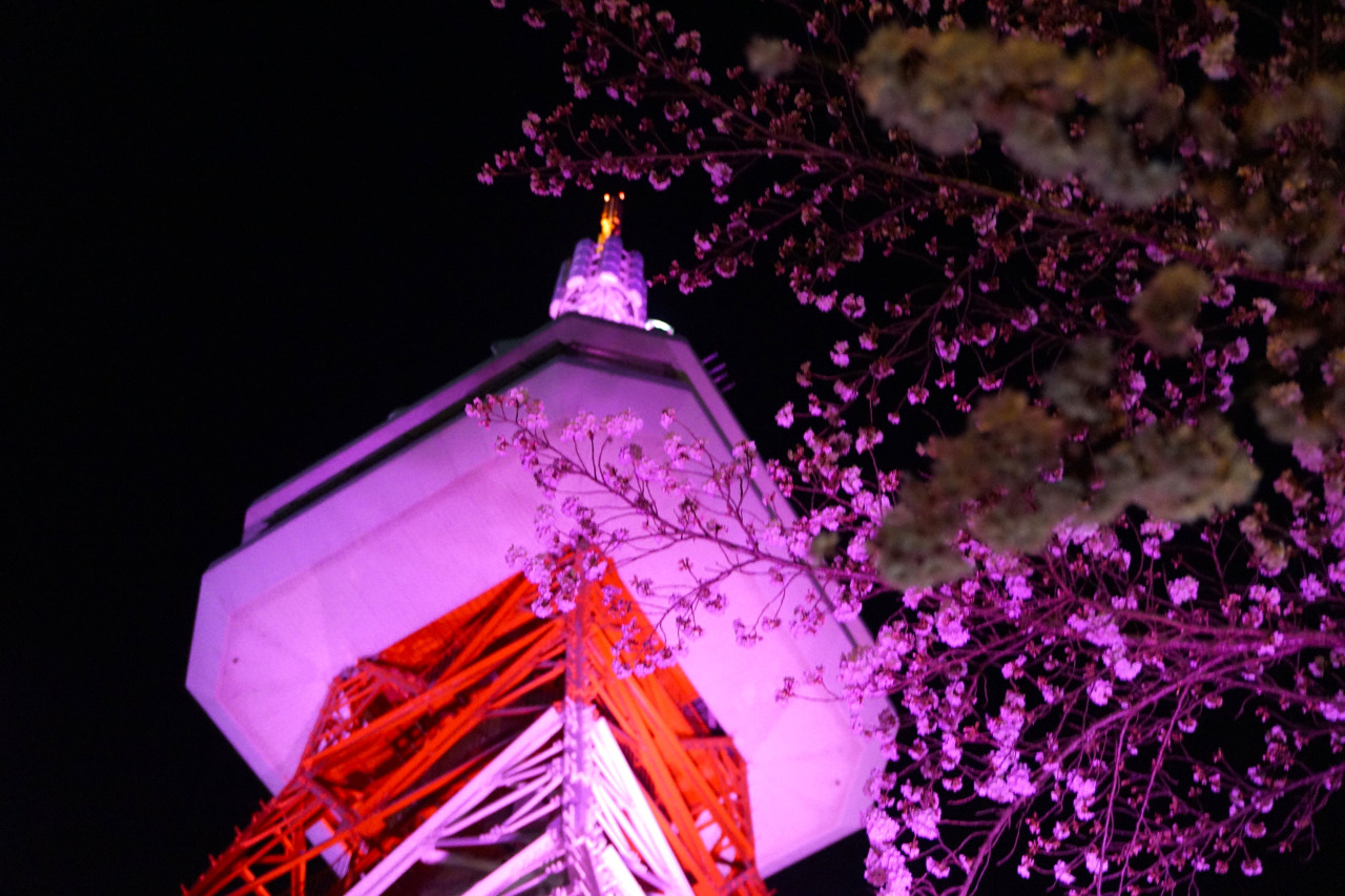 公式 八幡山公園@80000mtX