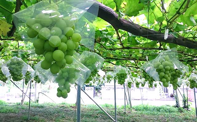 山梨県勝沼で楽しむ特別なぶどう狩り赤・黒・緑の旬の味覚が勢揃い
