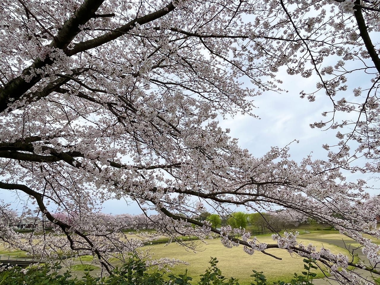 川の隠者 さんの 2024年11月23日のラージマウスバスの釣り・釣果情報 栃木県 -
