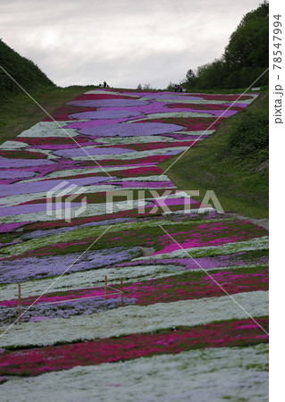 芝桜 （奥入瀬渓流温泉スキー場） : くぐる鳥居は鬼ばかり