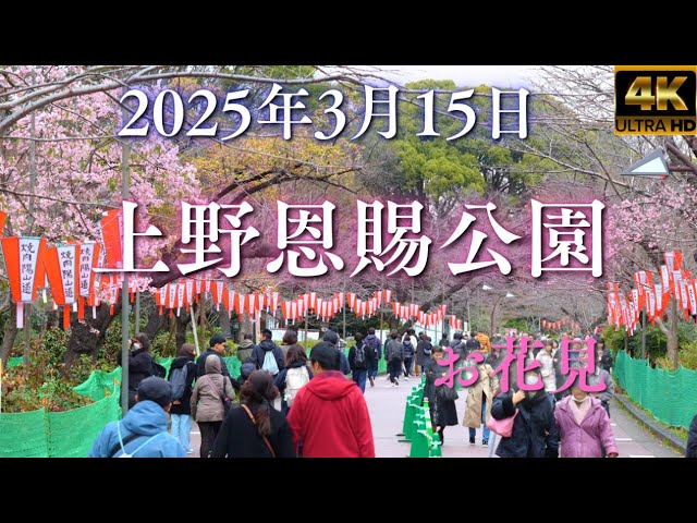 真冬のような寒さも 東京・上野公園には大勢の花見客 2025年3月29日掲載 日テレNEWS