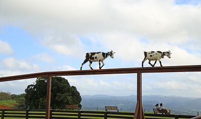 アドベンチャー│牧場で何ができる？│マザー牧場