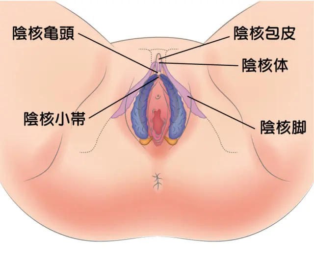 クリトリスの皮を剥くコツは？クリイキするための正しい剥き方をイラストでチェック