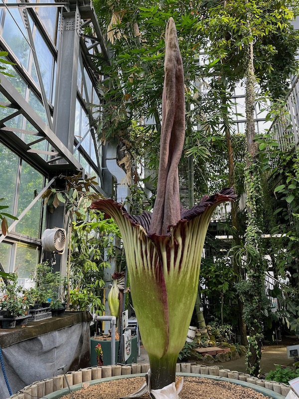 あつ森 迷ったらコレ！博物館まわりを新家具を使ってクリエイト 島クリエイト-