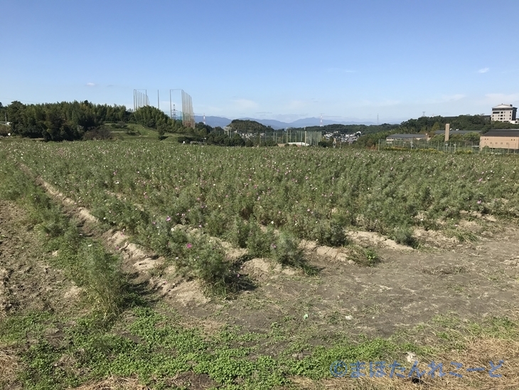 2025年 穂谷コスモスの里 - 出発前に知っておくべきことすべて -