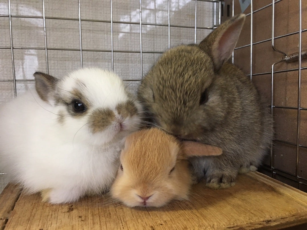 平代うさぎ公園の看板うさぎに癒やされる :: デイリーポータルZ