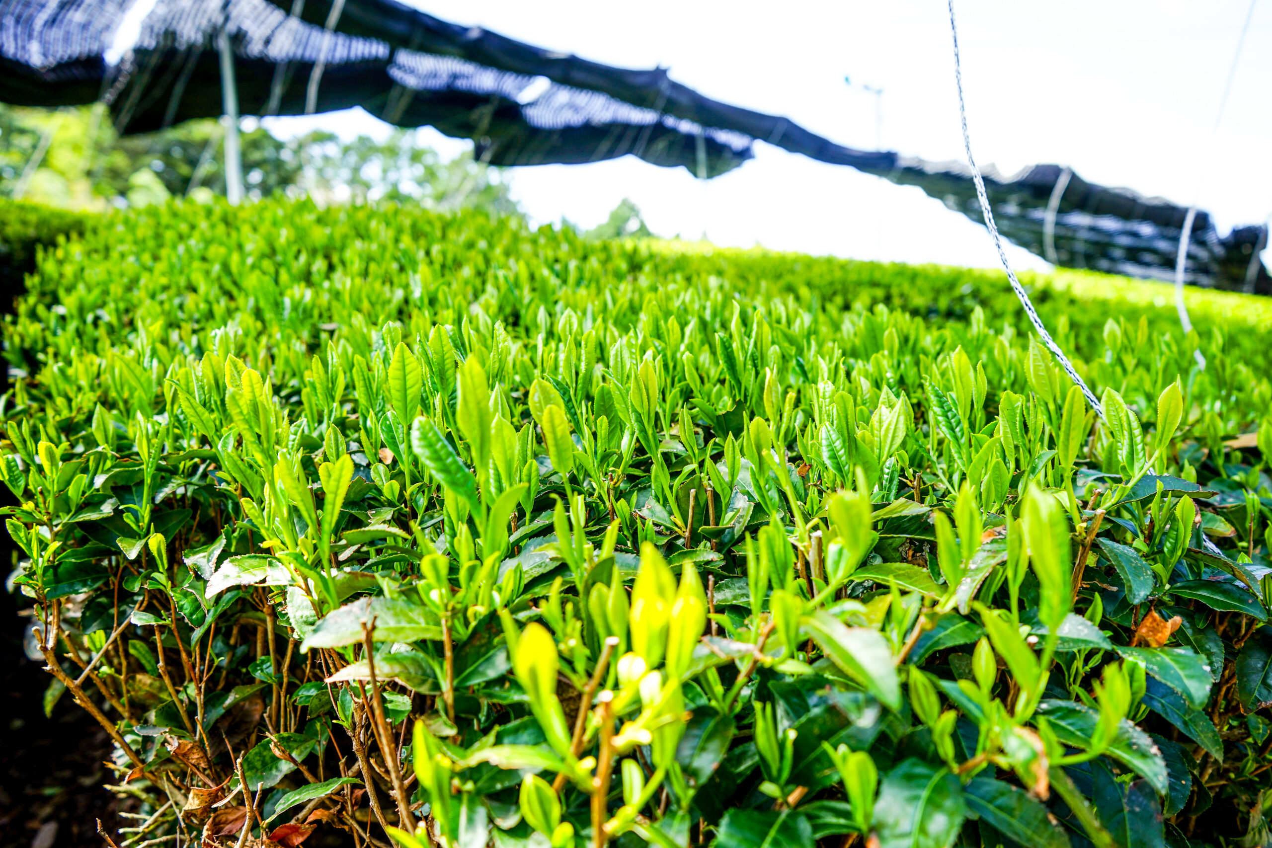 第一回茶畑見学会の報告！ お茶の通販・京都おぶぶ茶苑