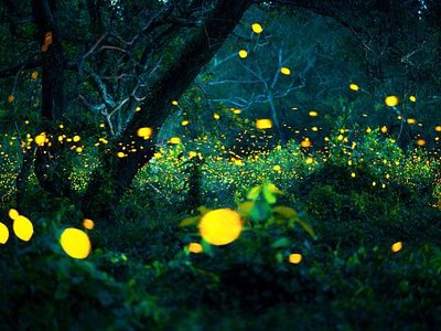 未来とホタルプロジェクト福万来ホタル乃国 鳥取県日南町一般社団法人山里Loadにちなん