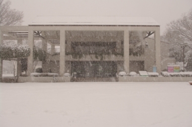 名古屋市内では10 cmの積雪があり、薬草園も雪で覆われました。 薬用植物たちも雪の中で、可憐な赤い実を付けていました。 