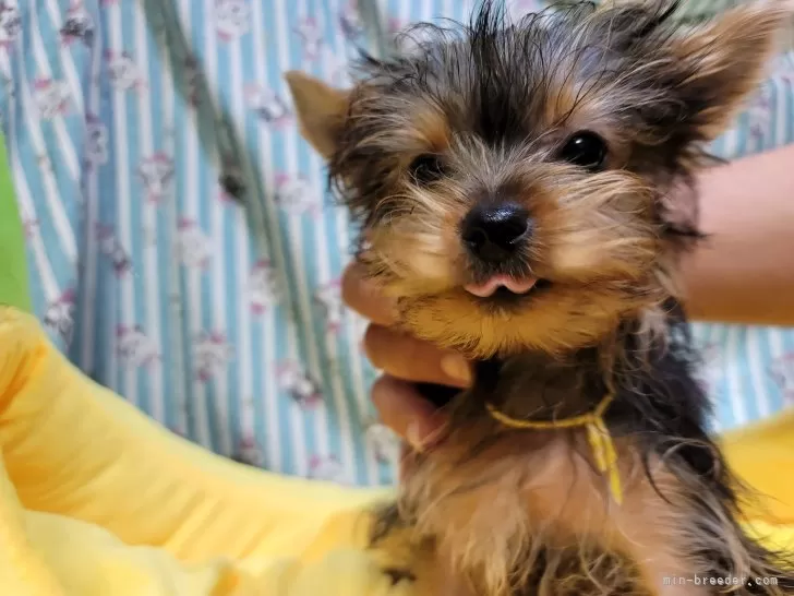 犬の里親募集】香川県・秋田犬・【保健所レスキュー】秋田犬風 あられちゃん（ID:2311-00719）｜ハグー -みんなのペット里親情報