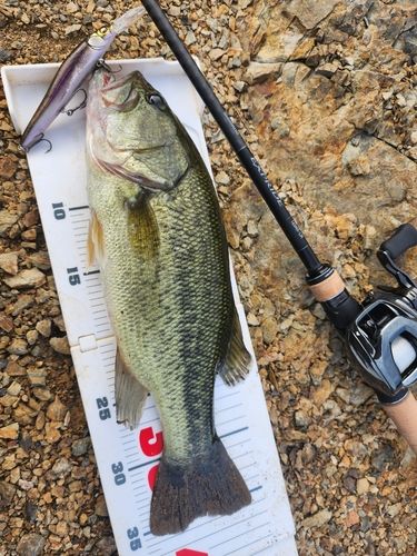 奥多摩湖でバス釣り調査 おかっぱりポイントを探す旅
