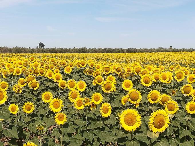 まとめ スペイン・アンダルシアのひまわり畑の絶景と撮影スポットtabitabi