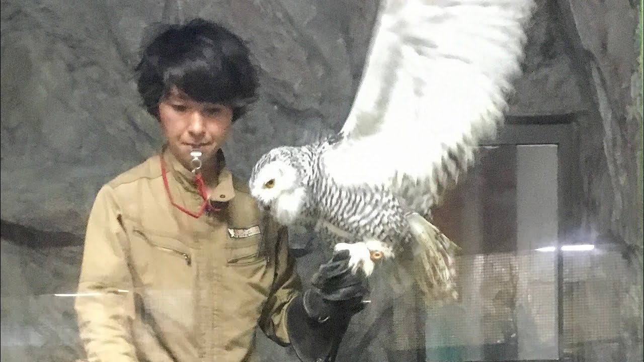 占いインコのオリビア、ドロー一転コロンビア勝利 - 日本代表