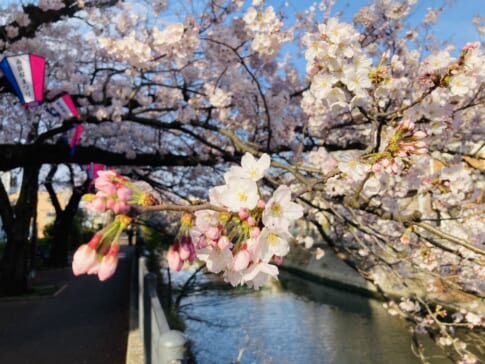 神奈川 横浜の桜の名所、大岡川の開花状況は？地球の歩き方