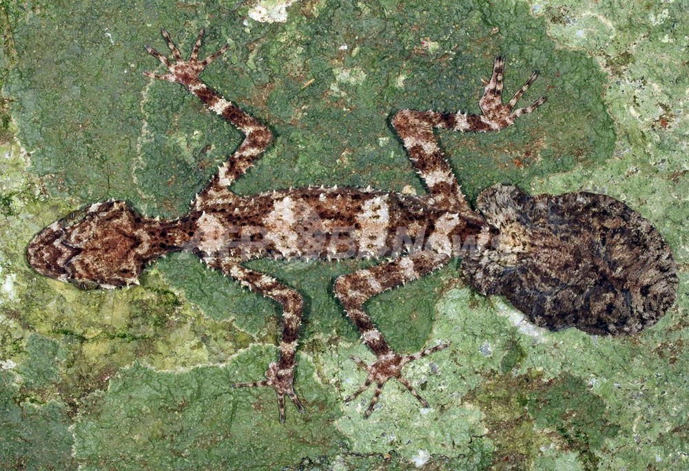 Amazon.co.jp: 令和6年 北アルプス登山マップ