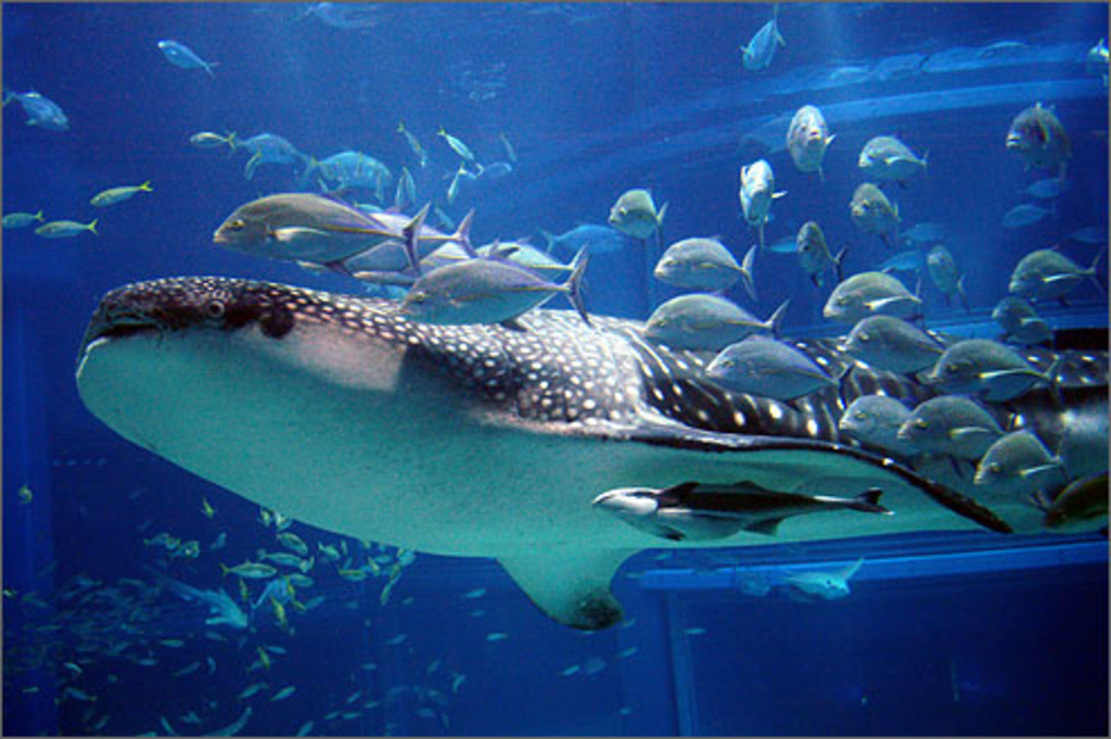 🌸日常回🌸大阪在住ですが、なかなか行っていなかった海遊館に行ってきました🐔🐟🐟🐟マンボウだけ泣いちゃいましたが、他のコーナーはすべて釘付けだったので行ってよかったです🙆‍♀️🌸🫶✨ ②へ続きます 🐧育児漫画育児エッセイ育児イラスト 夫婦生活