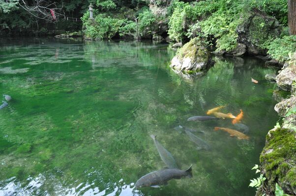 出流原弁天池湧水 アクセス・営業時間・料金情報 - じゃらんnet