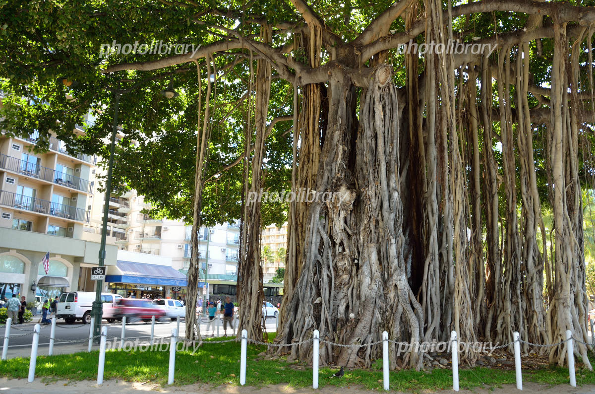 バニアン・ツリー・プラザBanyan Tree Plazaハワイライフスタイル