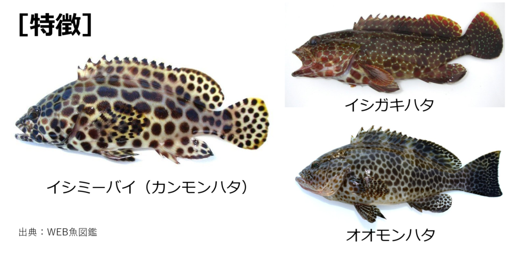 年末年始お薦め釣りポイント - 琉球新報デジタル