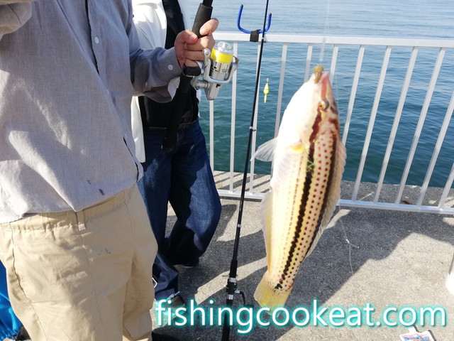 貝塚人工島 アオリイカ釣れてます！フィッシングマックス 関西の釣果大阪・神戸・和歌山の釣果情報