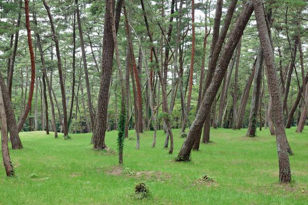 はまなすの丘 展望台 新潟の観光スポット 公式