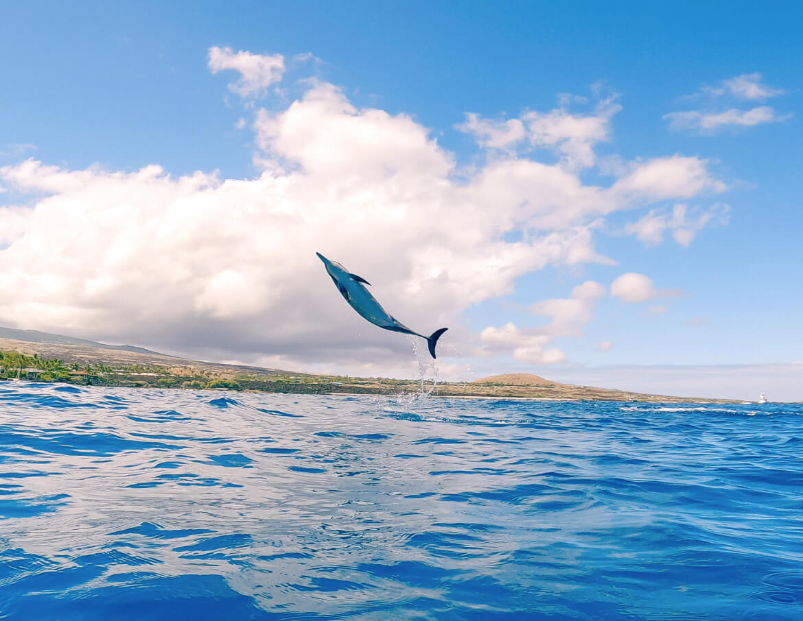 ハワイ島 シュノーケリング価格と