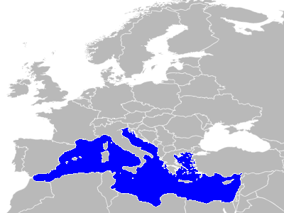 私の好きな英語ー未知の世界に関するもの。たとえば「海底」Unknown world stimulates my