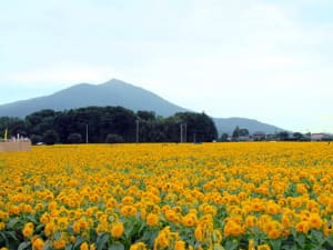 茨城・五浦海岸 ピンクコンパニオン宴会付き宿泊パックモデルプラン