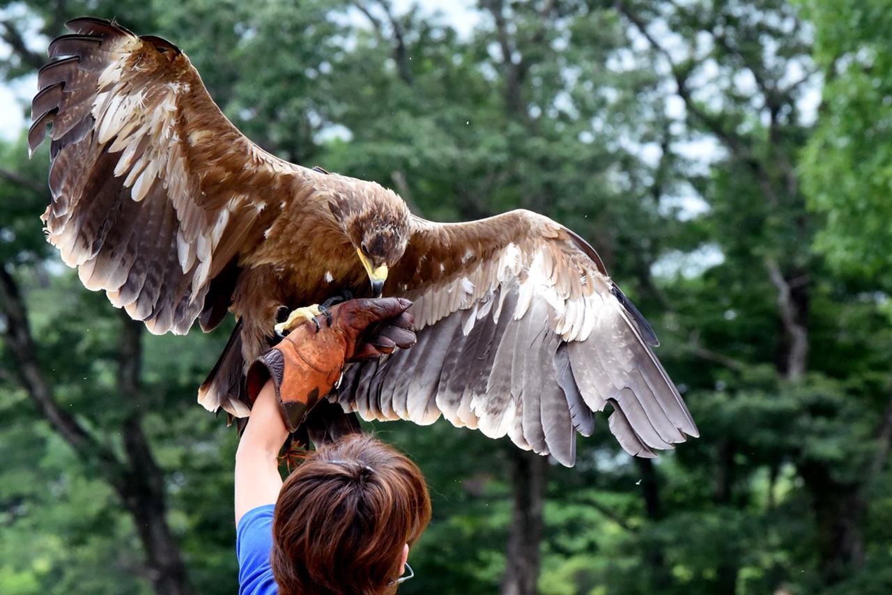 美女と野鳥｜たかくののブログ｜大人になれない僕たちのわがままをひとつ聞いてくれ - みんカラ