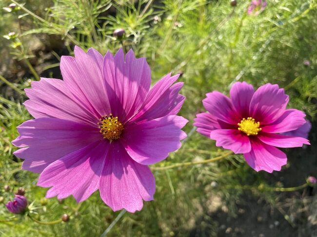 コスモスの里 穂谷枚方市カメラを片手に大阪へ