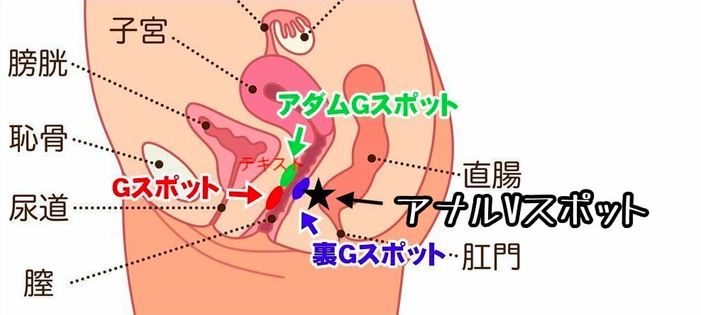 アナル愛撫のやり方！アナルイキや開発方法 - 夜の保健室