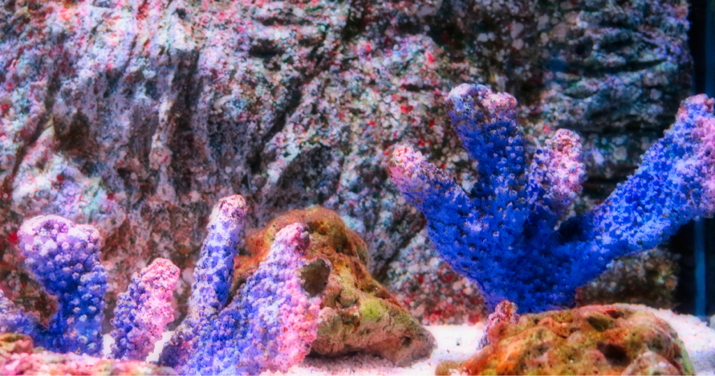 タイ・バンコク１位ィィイの水族館「シーライフ バンコク オーシャンワールド」チケットの事前購入方法も紹介どんどん！バンコク情報局