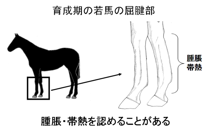 馬と豚の違い【プラセンタの基礎知識】 - cossoriいいもの