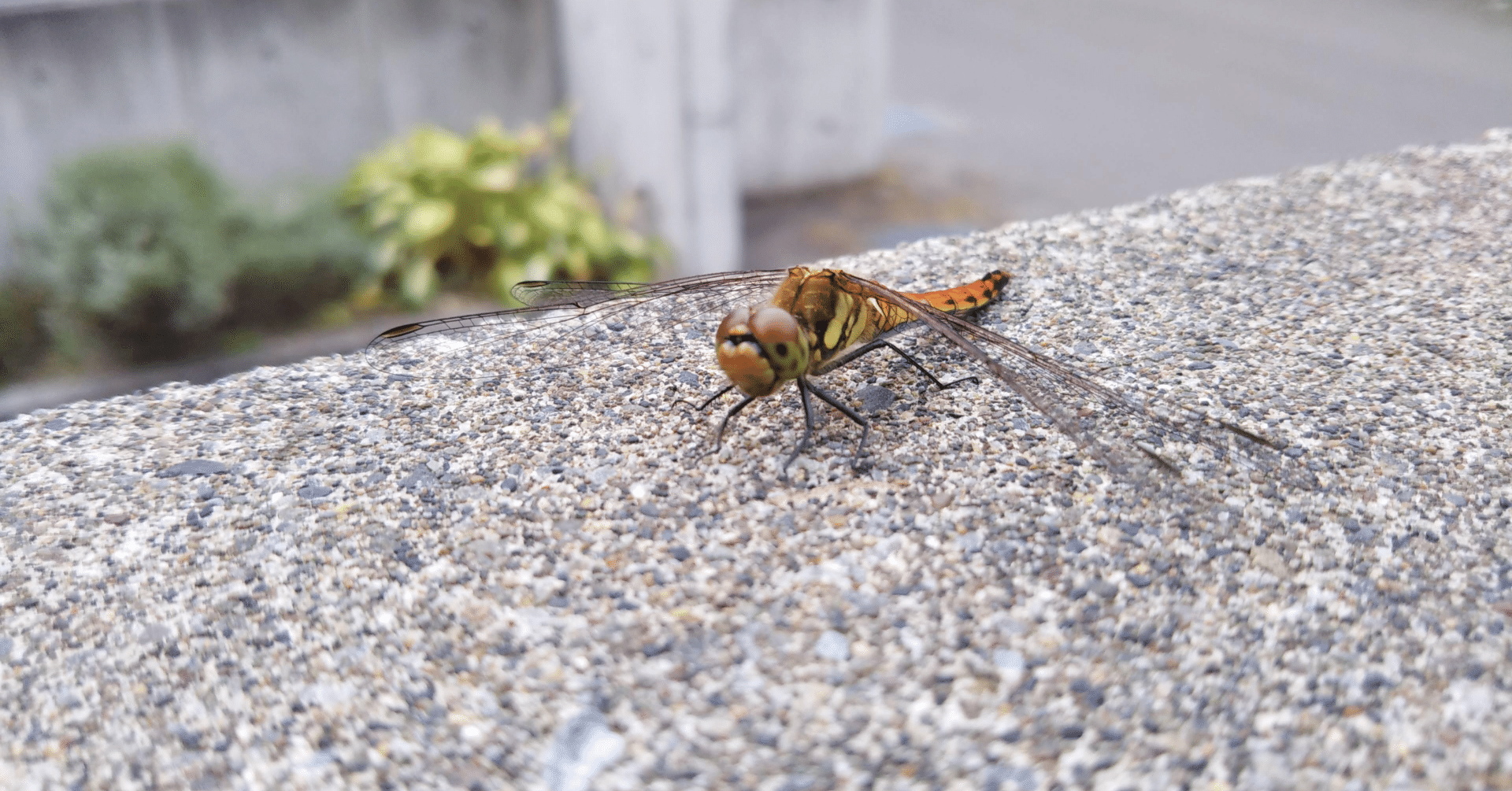イギリスでは先週末からハーフターム 秋休み が始まり、多くの生徒が日本に帰国しています。新学期が始まり、約1ヶ月半で少しリラックスできる時間があるのがボーディングスクールです。少し遡った投稿になりますが、夏休みが終わり、8月の終わりから9月にかけて子ども