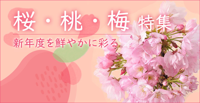 桜・桃・梅」の違いがもう混乱しない！見分け方・花びら・開花時期・花言葉 [暮らしの歳時記] All About