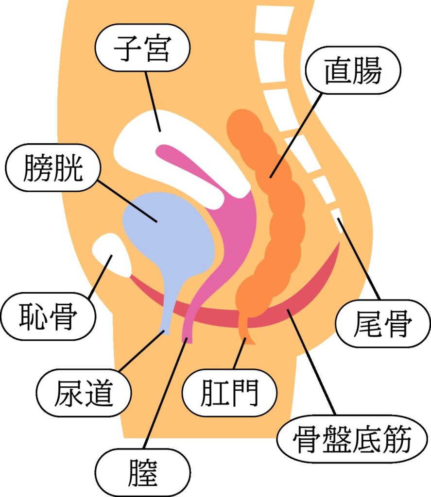 女性器について、正しい知識を持ちましょう | ゆかりレディースクリニック 神戸市三宮にある婦人科