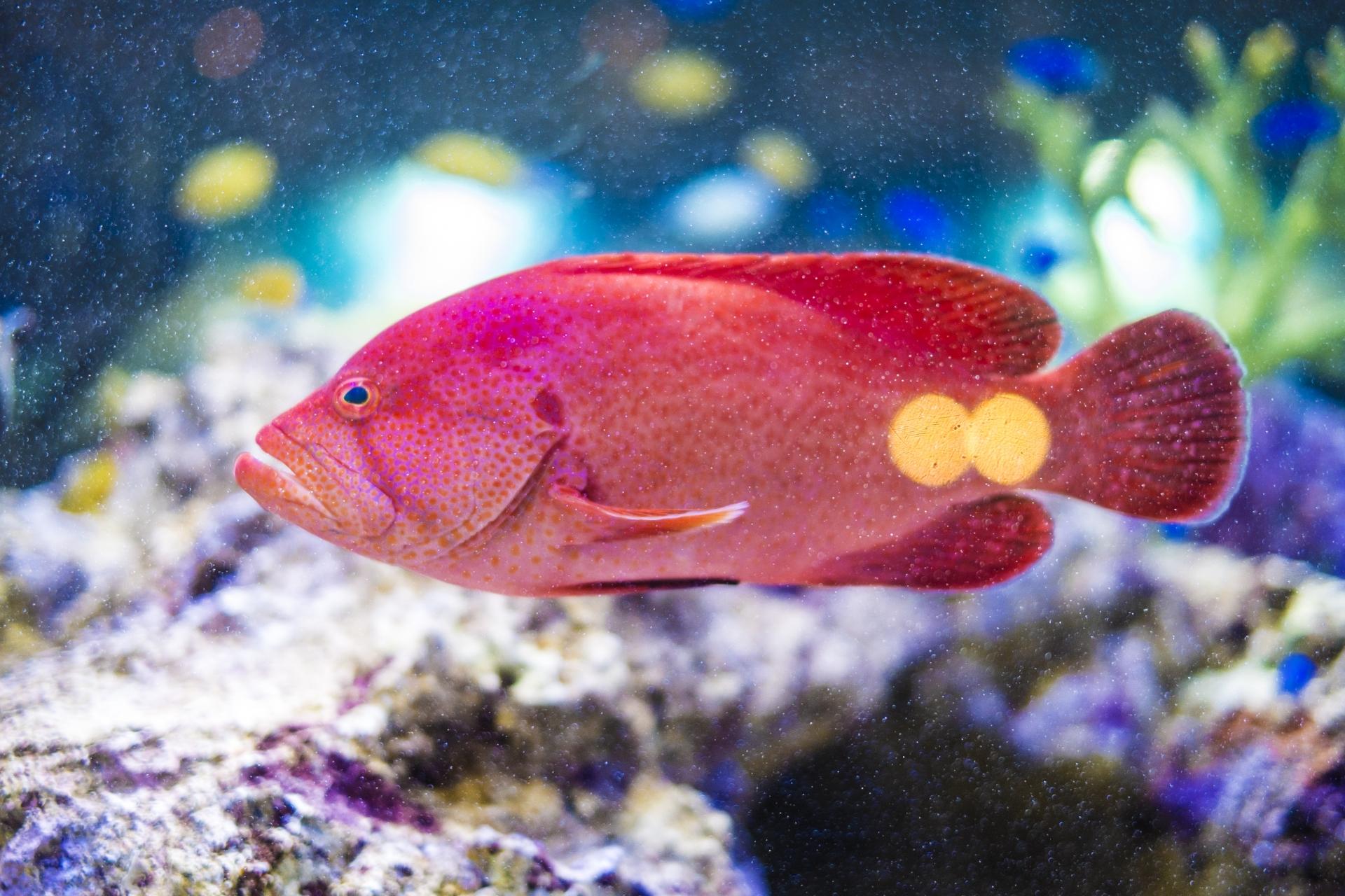 沖縄のミーバイが狙える釣り場魚速報