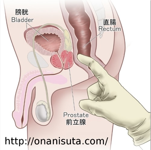 元AV男優が解説】アナルオナニーのやり方を伝授！初心者でも痛くない快感の扉の開き方！ | Trip-Partner[トリップパートナー]