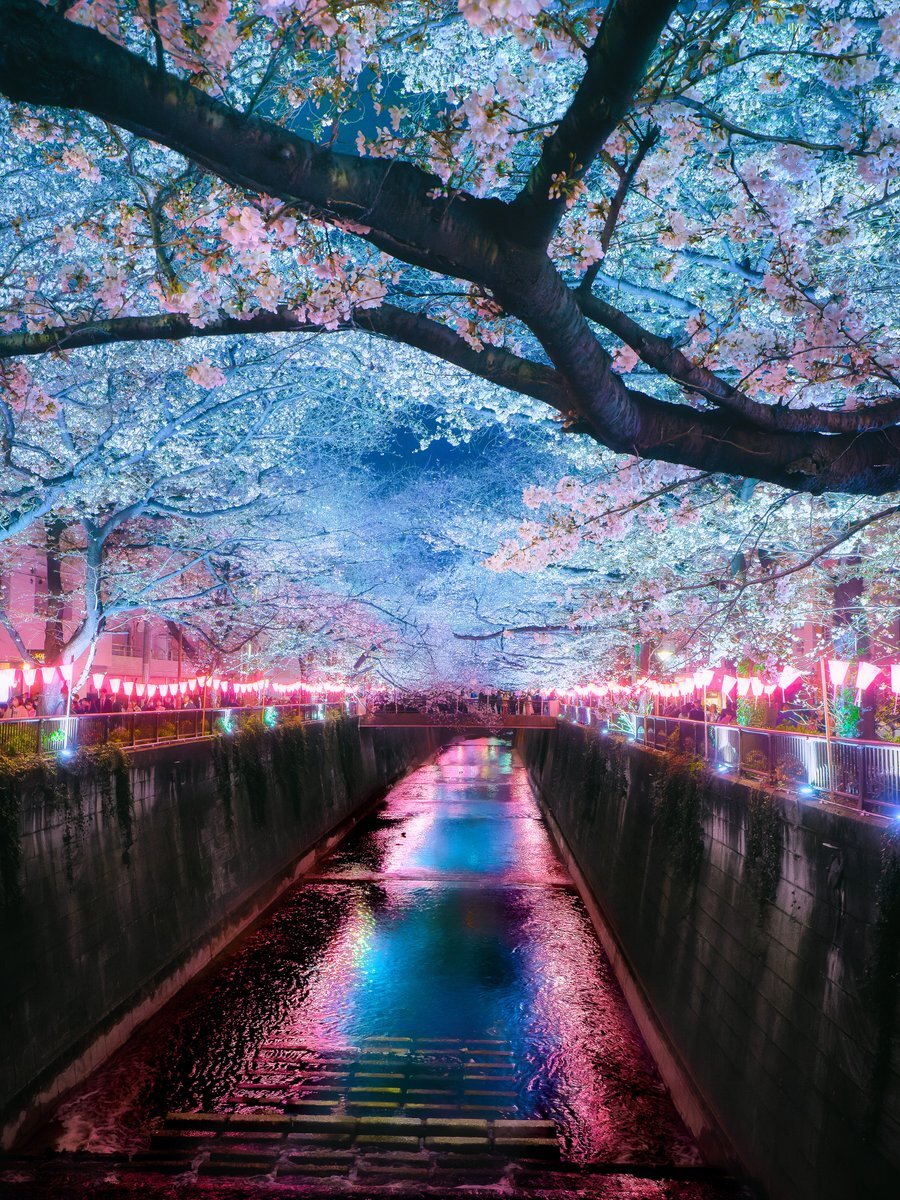 2025 東京・目黒川の桜のおすすめスポット3選！見頃や桜まつりも紹介 - 日本の観光メディアMATCHA