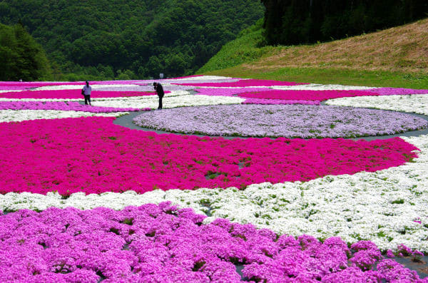 ツーリング情報】青森県の奥入瀬渓流温泉スキー場のゲレンデが芝桜の絨毯に！「芝桜アートマルシェ」を5/13～15まで開催| バイクブロス・マガジンズ