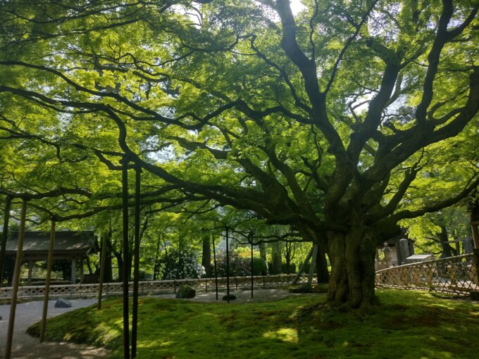 雷山千如寺大悲王院 DiGJAPAN