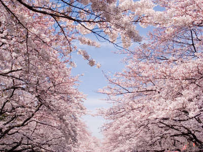 上野公園の「うえの桜まつり」2024！開催時期や桜の見頃は？気になること、知識の泉
