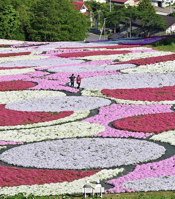 千筋の滝」「芝桜」（十和田市 奥入瀬渓流） モコとココ |